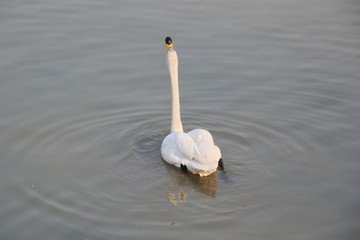 湖中的一只白天鹅