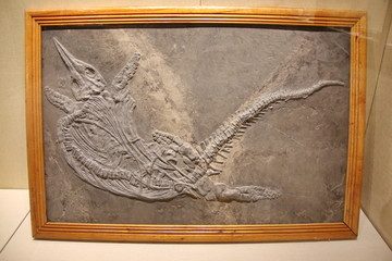 鱼龙化石