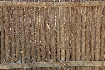 长满藤条的联排木桩背景