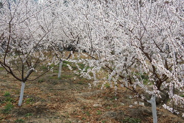 盛开的樱花树林