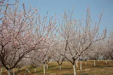 蓝天背景的樱花树林