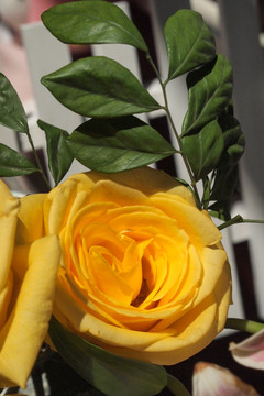 黄玫瑰 花卉