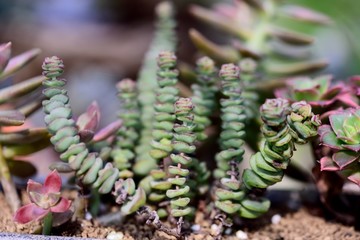 星乙女 多肉植物 钱串景天