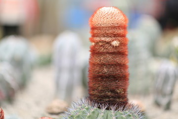 多肉植物园区