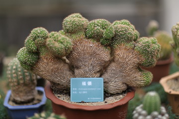 多肉植物园区