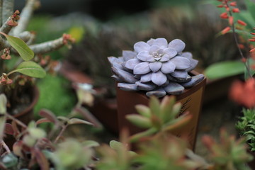 多肉植物园区