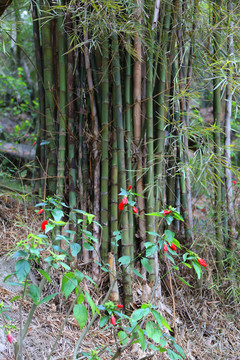 竹类植物园