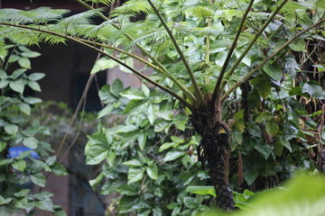 厦门 植物园热带雨林植物