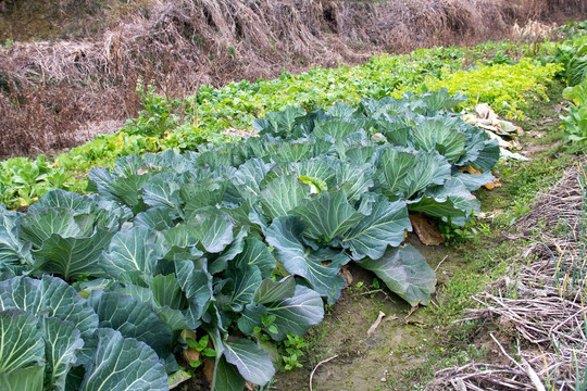 菜花 蔬菜 摄影 田园 农村