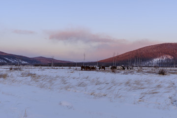 雪野马群