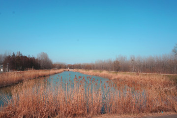 树林 小屋 湿地 蓝天