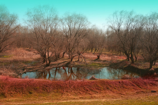 湿地图片 有倒影的树木