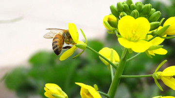 油菜花 蜜蜂