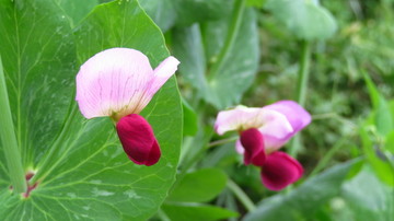 豌豆花