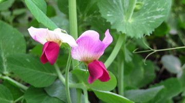 豌豆花