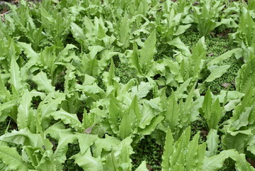 青菜园 菜田 蔬菜农场 家常菜