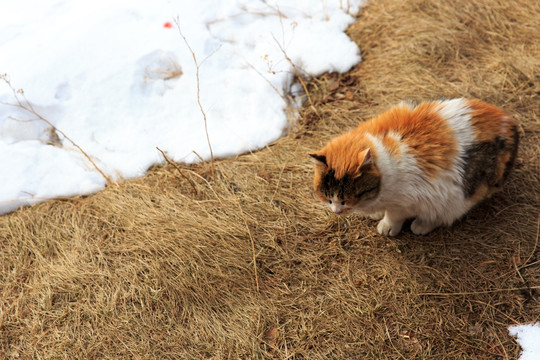 雪地的猫