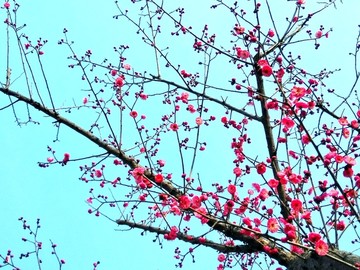 梅花