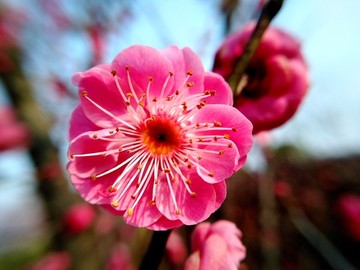 梅花