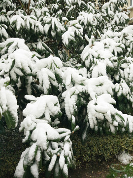 林海雪原