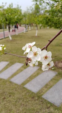 回头看 梨花已落千山 梨花开