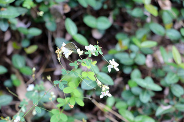 白花胡枝子