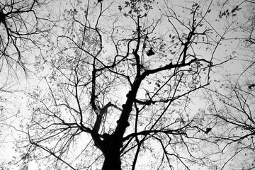 黑白树 树剪影 高清大图