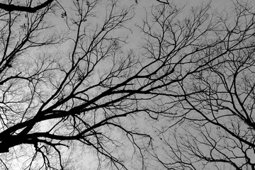 枯树 黑白树