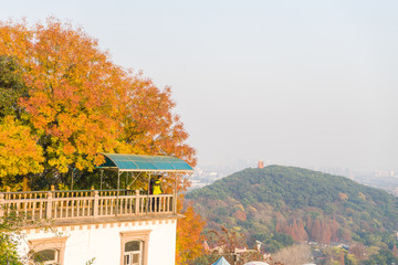 秋叶 佘山秋景 上海松江