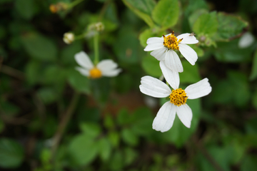 鬼针草 野花