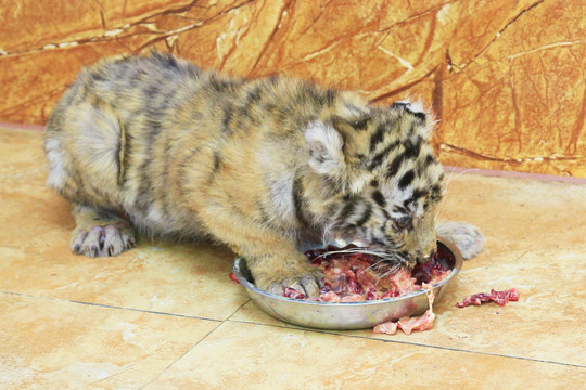小老虎吃肉