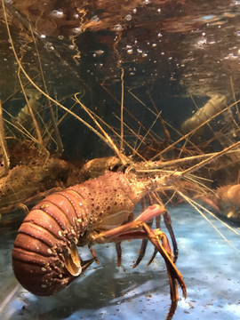 澳洲龙虾
