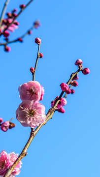 梅花