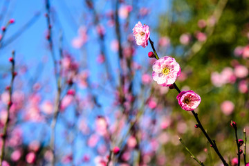 梅花