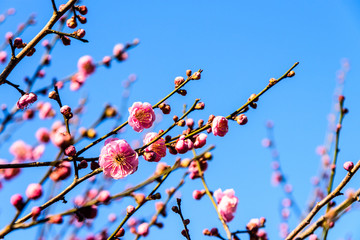 梅花