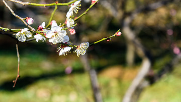 梅花