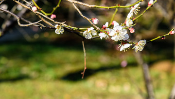梅花
