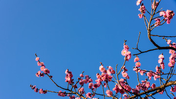 梅花
