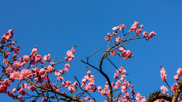 梅花