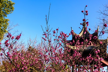 梅花