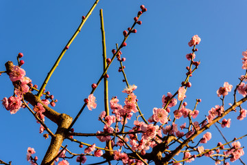 梅花