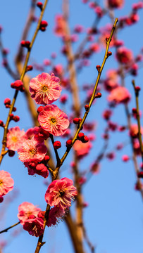 梅花