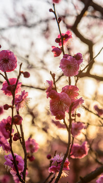 梅花