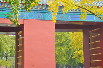 北京地坛公园的红墙宫门和银杏