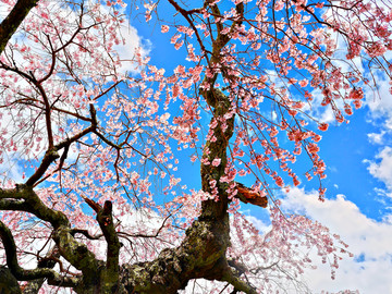 樱花树