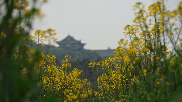 油菜花1