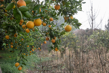 柑橘林