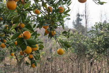 柑橘林