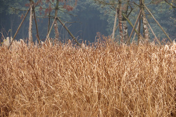 野草