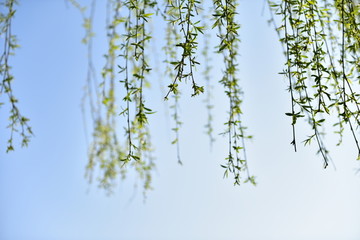 柳絮发芽